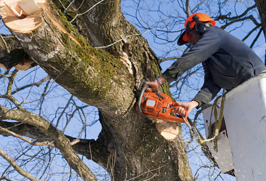 tree pruning in Cathan