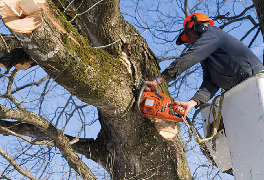 tree pruning in Royal City